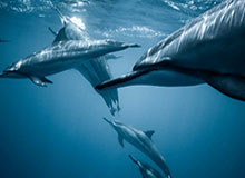 开云app-U23男足亚洲杯八强对阵出炉